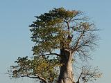 Africa 281 : Africa, Baobab, Botswana, Mombo, Nature, Okavango, Trees